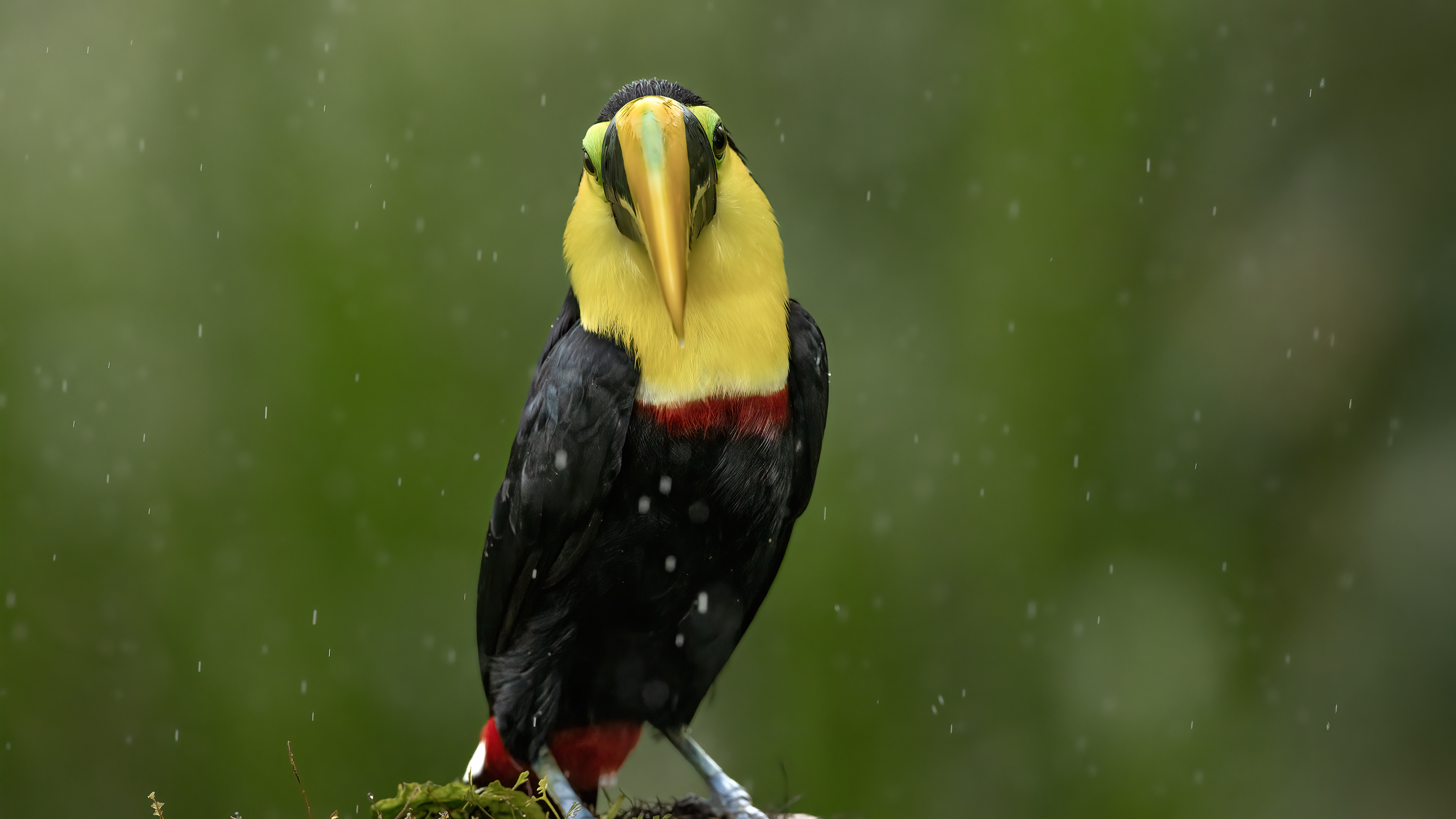 Yellow-throated Toucan
